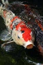 3 Koi Karpers 45cm, Dieren en Toebehoren, Vissen | Vijvervissen, Karper of Koi