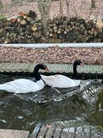 Mooi koppel zwarthals zwanen, Meerdere dieren, Gans of Zwaan