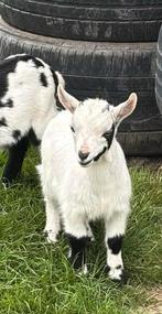 Jonge (dek) bok te koop, Dieren en Toebehoren, Schapen, Geiten en Varkens, Mannelijk, Geit