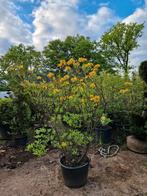 Grote Azalea Pontica - Prachtige Gele Bloemen!, Ophalen of Verzenden, Overige soorten, Halfschaduw