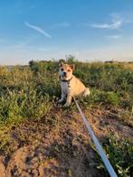 Lieve hond zoekt nieuw, rustig thuis ️ ( Kruising ), Dieren en Toebehoren, Ophalen of Verzenden, Zo goed als nieuw
