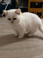 Britse korthaar kitten poesje 4 maanden jong, Dieren en Toebehoren, Katten en Kittens | Raskatten | Korthaar, Poes, Gechipt, 0 tot 2 jaar