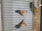 Gould amadine goulds, Dieren en Toebehoren, Meerdere dieren, Tropenvogel, Geringd