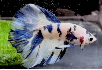 Betta Halfmoon Marble Dot Dot beschikbaar voor biedingen