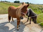 Shetlander ruin 4 jarig, Dieren en Toebehoren, Ruin, Minder dan 160 cm, Recreatiepaard