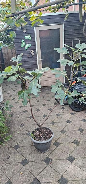 Vijgenboom, geeft heerlijke zoete honingvijgen. beschikbaar voor biedingen