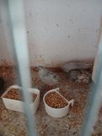 Te koop chinese dwergkwartel hennen, Vrouwelijk, Tropenvogel