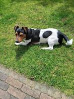 Jack Russel Reu, dek reu, Dieren en Toebehoren, Honden | Dekreuen, Reu, 1 tot 2 jaar, CDV (hondenziekte), Eén hond