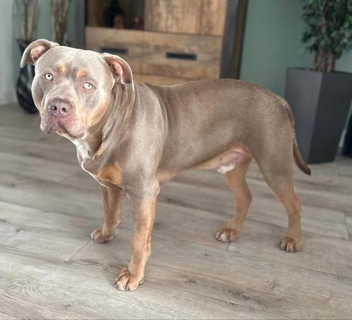 Bully xl, Dieren en Toebehoren, Honden | Bulldogs, Pinschers en Molossers, Reu, Overige rassen, Particulier, Eén hond, België