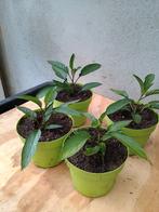 Te koop pepino plantjes ook wel appel meloen genoemd, Ophalen, Zomer, Volle zon