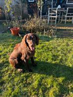 Te koop Duitse Staande Langhaar pup, 9 mnd, reu., Dieren en Toebehoren, Duitse Staande hond, 15 weken tot 1 jaar, Reu, Parvo