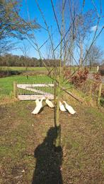 2 witte loopeenden mannetjes, Dieren en Toebehoren, Mannelijk, Eend