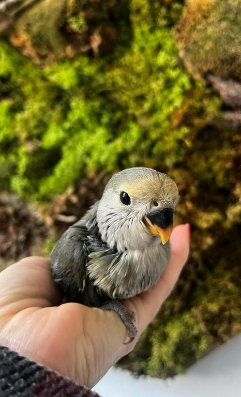 Lieve handtamme agapornissen, Dieren en Toebehoren, Vogels | Parkieten en Papegaaien, Dwergpapegaai of Agapornis, Geslacht onbekend