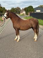 Super knappe B pony, Dieren en Toebehoren, Pony's, Ruin, 3 tot 6 jaar