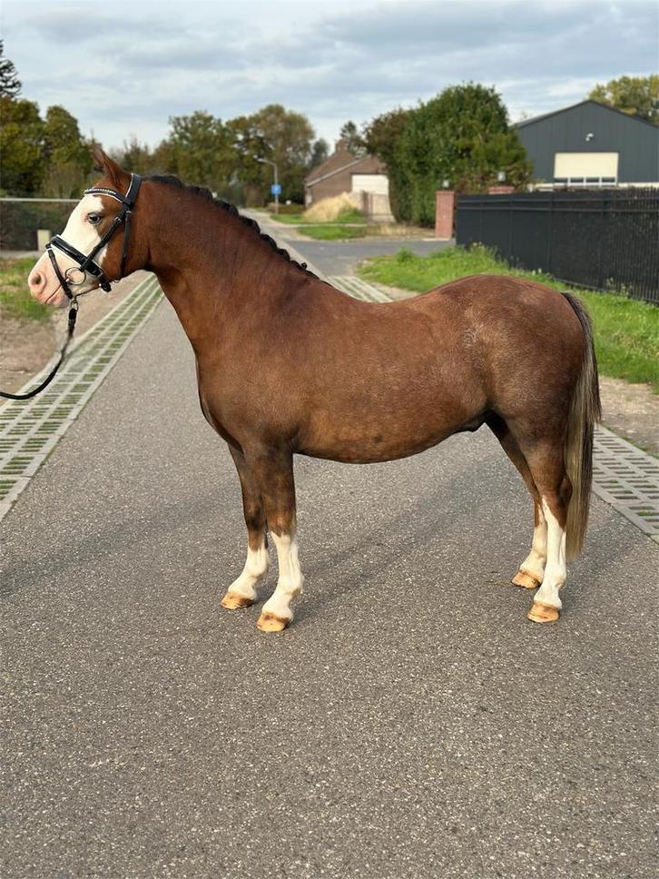 Super knappe B pony, Dieren en Toebehoren, Pony's, Ruin, 3 tot 6 jaar