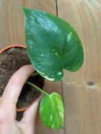 Monstera deliciosa variegata plant lemon mint aurea large, Ophalen of Verzenden, Overige soorten, Minder dan 100 cm