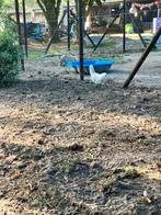Gratis Hanen, Dieren en Toebehoren, Pluimvee, Mannelijk, Kip
