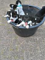 7 mooie jack russel pups te koop, Dieren en Toebehoren, Honden | Jack Russells en Terriërs, Rabiës (hondsdolheid), Jack Russell Terriër