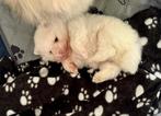 pomeriaan pup, reu, wit., Dieren en Toebehoren, Honden | Poolhonden, Keeshonden en Oertypen, 8 tot 15 weken, Eén hond, Nederland