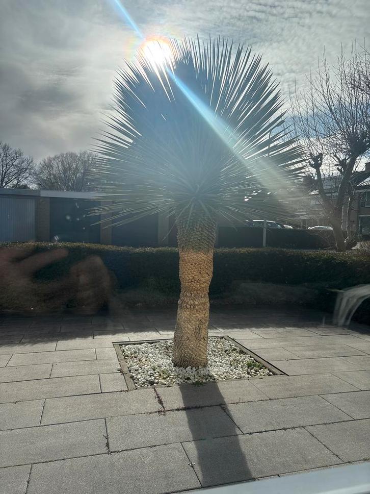 Yucca Rostrata - Prachtige Sierboom, Tuin en Terras, Planten | Bomen, Overige soorten, 100 tot 250 cm, Volle zon, Bloeit niet