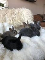 Baby Konijntjes 8 stuks (2 nesten), Dieren en Toebehoren, Konijnen, Meerdere dieren