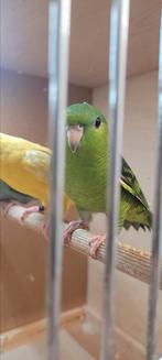 2 groene catharina parkieten, Dieren en Toebehoren, Vogels | Parkieten en Papegaaien, Mannelijk, Parkiet, Geringd