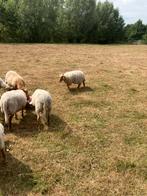 Twee rackaramlammeren 2025, Dieren en Toebehoren, Mannelijk, Schaap