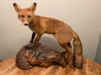 Opgezette vos op houten sokkel taxidermie uit Frankrijk, Verzamelen, Ophalen of Verzenden, Gebruikt, Wild dier, Opgezet dier