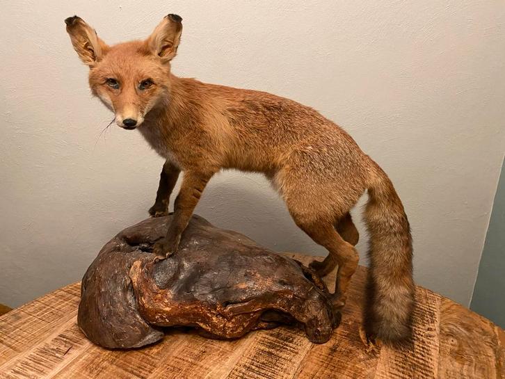 Opgezette vos op houten sokkel taxidermie uit Frankrijk, Verzamelen, Dierenverzamelingen, Gebruikt, Opgezet dier, Wild dier, Ophalen of Verzenden