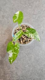 Alocasia Okinawa Silver, Ophalen of Verzenden, Halfschaduw, Minder dan 100 cm