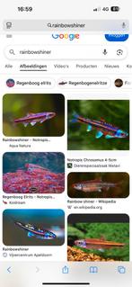 Gezocht: goudvis, shubunkin, sarasa, rainbowshiner, Dieren en Toebehoren, Vissen | Vijvervissen, Goudvis(sen)