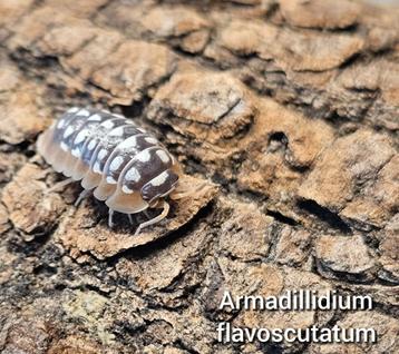 Armadillidium flavoscutatum  beschikbaar voor biedingen