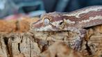 R. Auriculatus / Gargoyle Gecko, Dieren en Toebehoren, Reptielen en Amfibieën, 0 tot 2 jaar, Hagedis