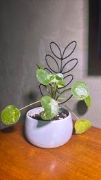 Pannenkoekenplant ‘White Splash’, Ophalen of Verzenden, Halfschaduw, Minder dan 100 cm