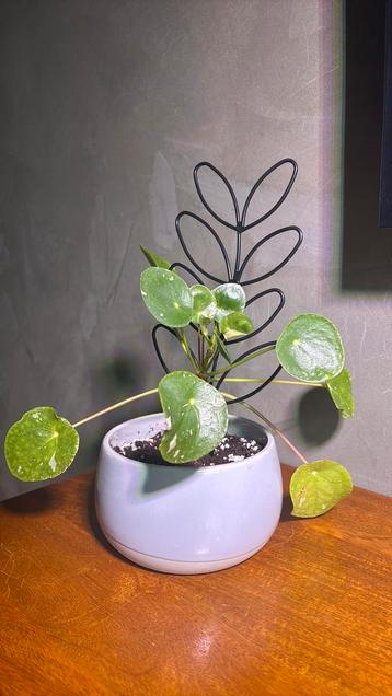 Pannenkoekenplant ‘White Splash’ beschikbaar voor biedingen