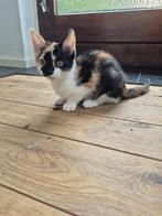 2 gekleurde poesjes / kittens te koop, Dieren en Toebehoren, Meerdere dieren, Kortharig, 0 tot 2 jaar