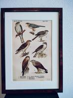Litho Floericke Havik Sperwer Buizerd Arend Wespendief 1922, Ophalen of Verzenden
