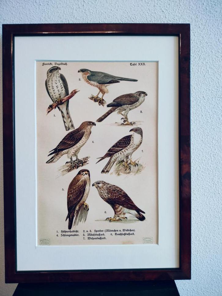 Litho Floericke Havik Sperwer Buizerd Arend Wespendief 1922, Antiek en Kunst, Kunst | Litho's en Zeefdrukken, Ophalen of Verzenden