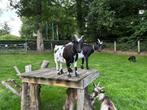 Twee schattige dwerggeitjes, Dieren en Toebehoren, Schapen, Geiten en Varkens, Vrouwelijk, Geit, 3 tot 5 jaar