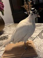 Opgezette kwartel, Dieren en Toebehoren, Pluimvee, Geslacht onbekend, Overige soorten