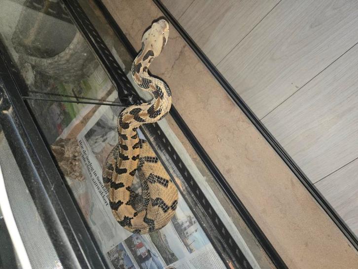 1.0 crotalus horridus cb21