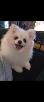Laatste pomeriaan zoekt nog een super huisje, Keeshond, 15 weken tot 1 jaar, Teef, Eén hond