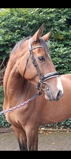 KWPN merrie van Finishing touch X Eau de Vie, Dieren en Toebehoren, Paarden, Merrie, Springpaard, B, Gechipt