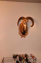 Gave opgezette Moeflonkop, Verzamelen, Dierenverzamelingen, Ophalen, Nieuw, Wild dier, Gewei of Kop