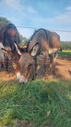 "Kalle" de ezel hengst., Dieren en Toebehoren, Overige Dieren, Mei, Mannelijk