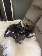 50% ragdoll kittens, Dieren en Toebehoren, Katten en Kittens | Raskatten | Langhaar, Meerdere dieren, Ontwormd