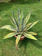 2 agave cactussen, Ophalen, Bloeit niet, Overige soorten, Volle zon