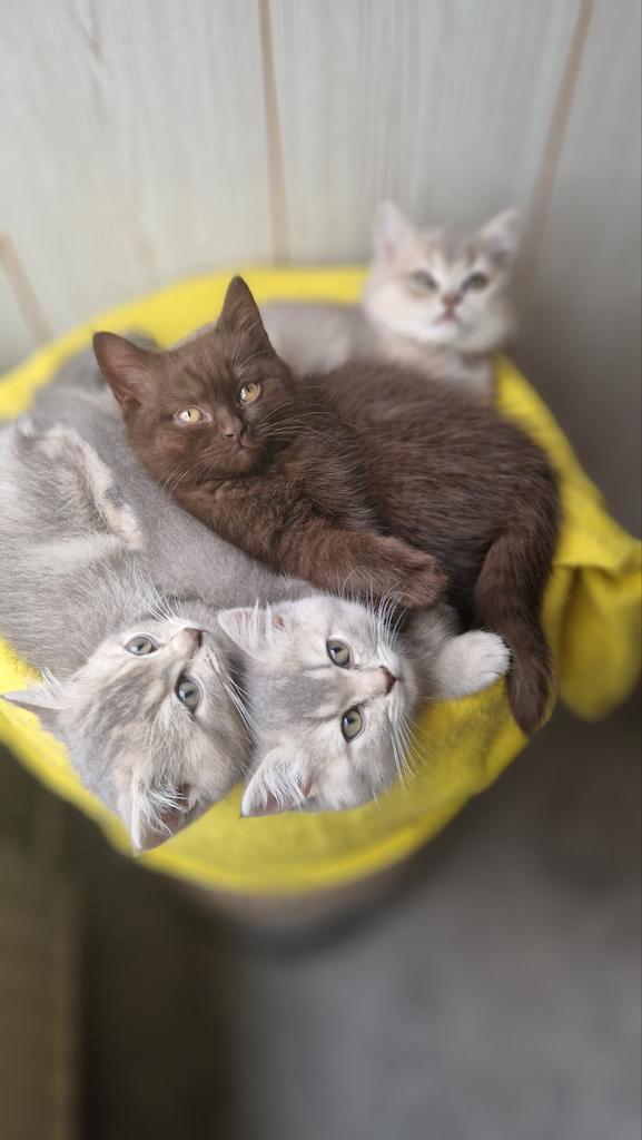 Britse korthaar kittens, Dieren en Toebehoren, Katten en Kittens | Raskatten | Korthaar, Meerdere dieren, 0 tot 2 jaar, Ontwormd