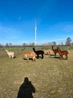 Alpacas merries, Dieren en Toebehoren