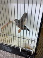 Zebravinken charcoal, Dieren en Toebehoren, Meerdere dieren, Tropenvogel